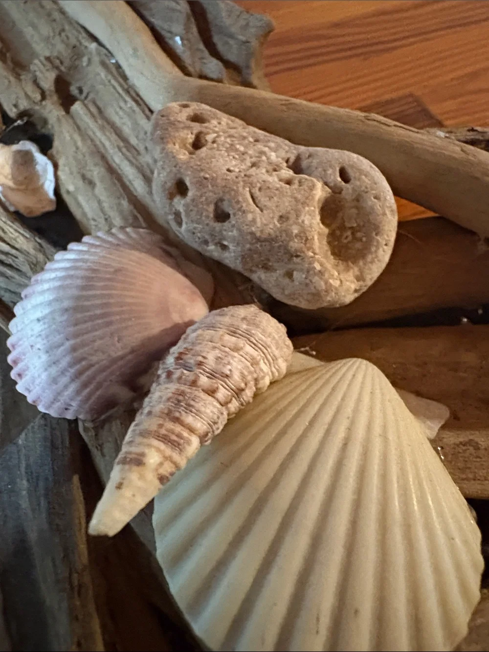 Real Driftwood & Seashell Decorative Photo Frame Handmade Coastal Nautical Decor
